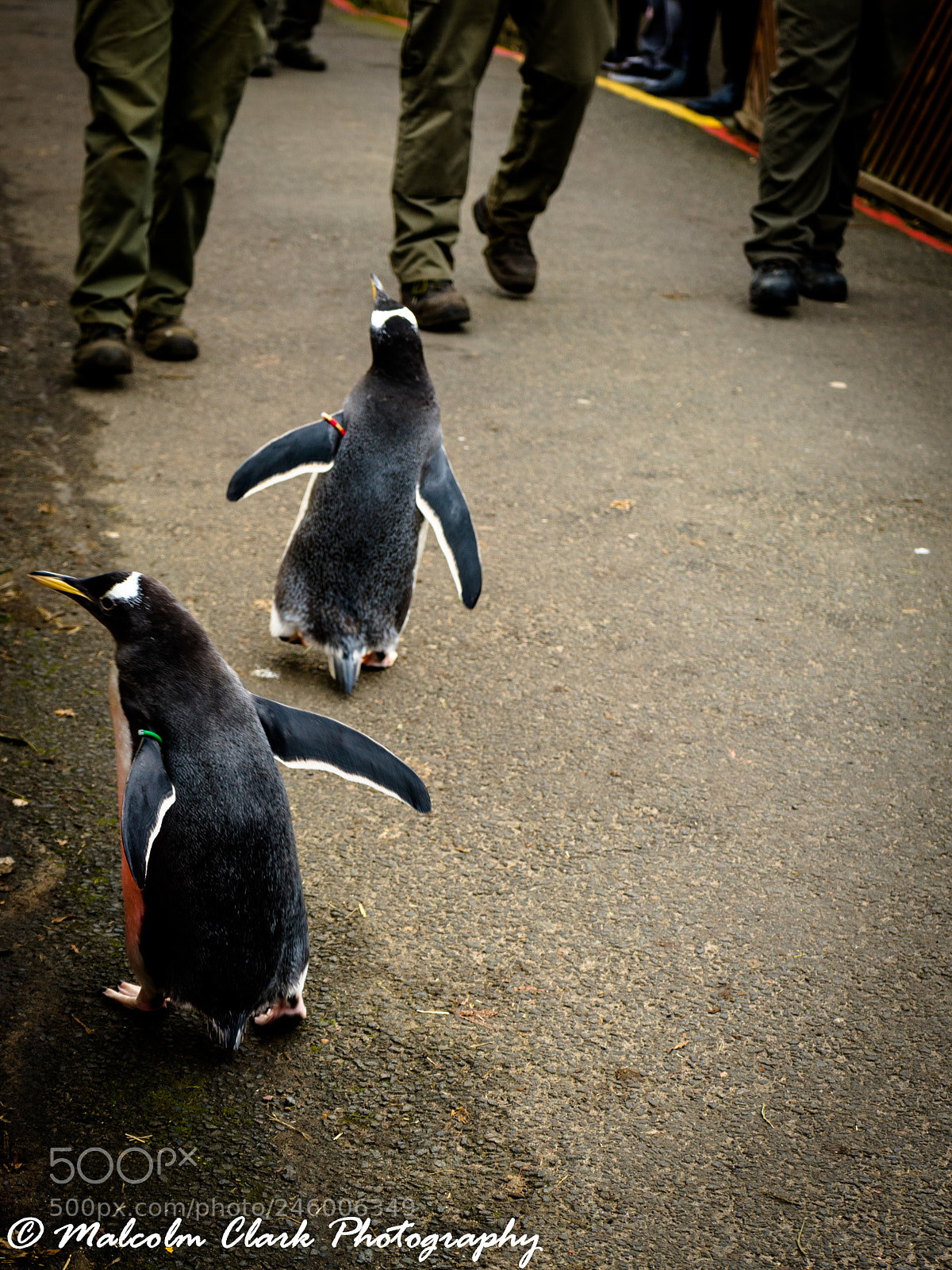 Sony a7 II sample photo. Penguin at edinburgh zoo photography