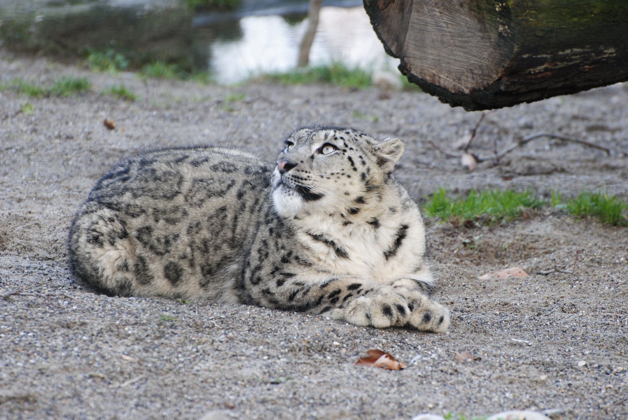 Nikon D3000 sample photo. Leopard aus dem basel zoo. photography