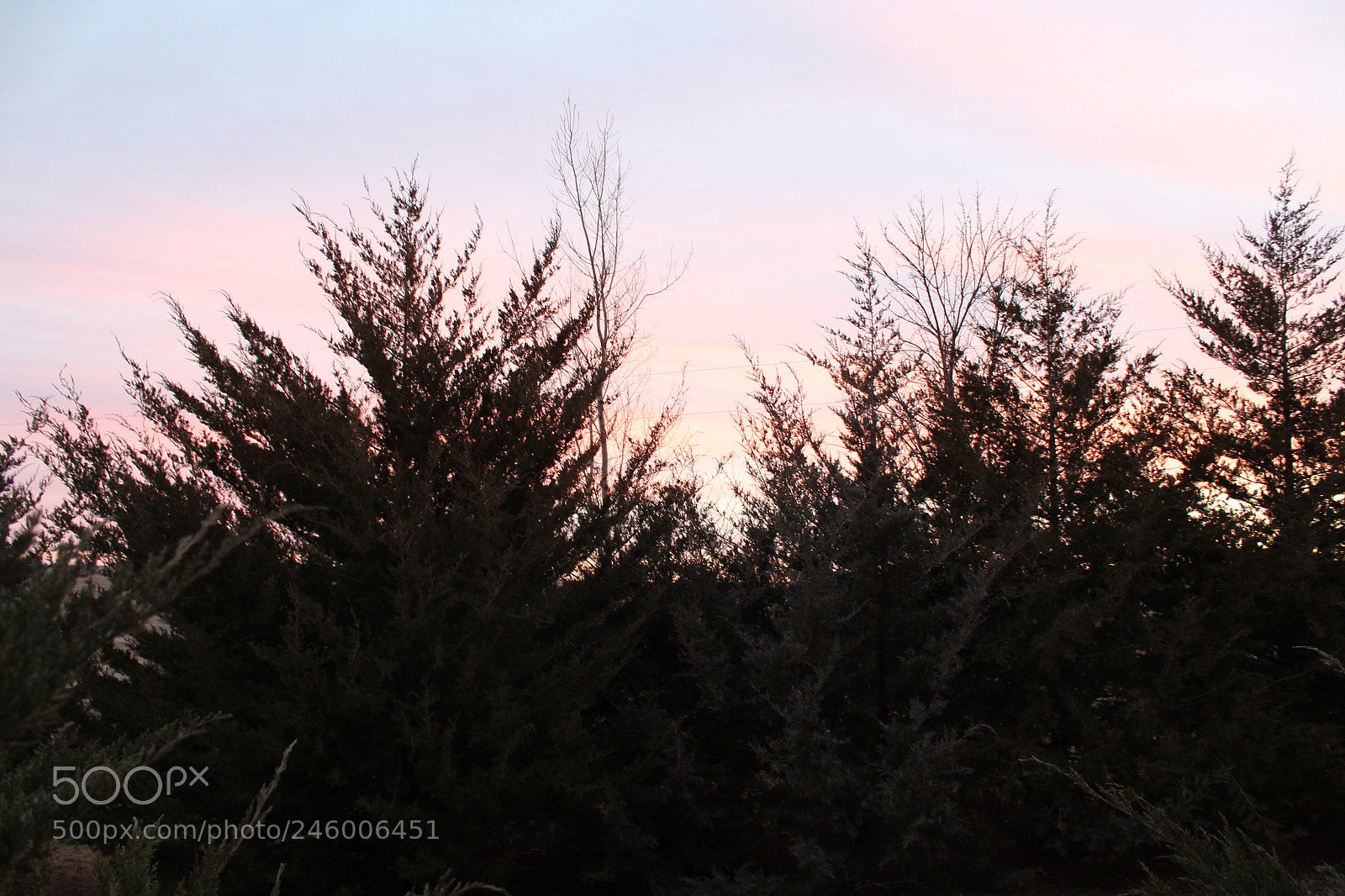 Canon EOS 1300D (EOS Rebel T6 / EOS Kiss X80) sample photo. Sunset, trees photography
