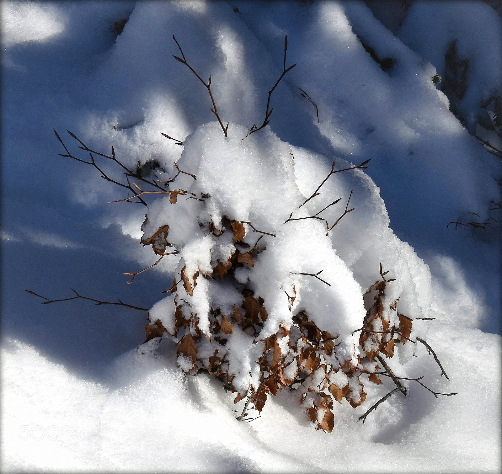 Nikon D810 sample photo. "natural spirit hunter" photography