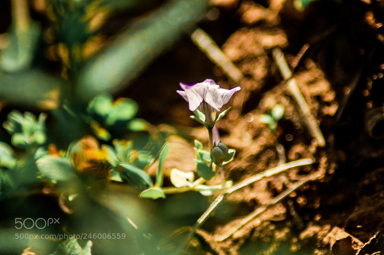Nikon D50 sample photo. Flower photography