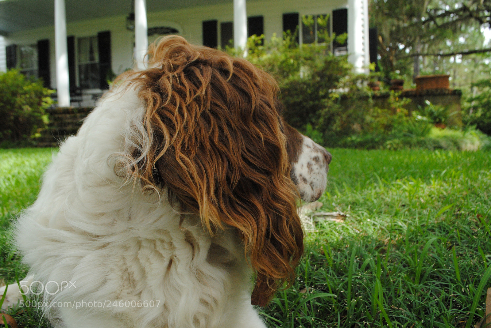 Nikon D3000 sample photo. Buddy photography
