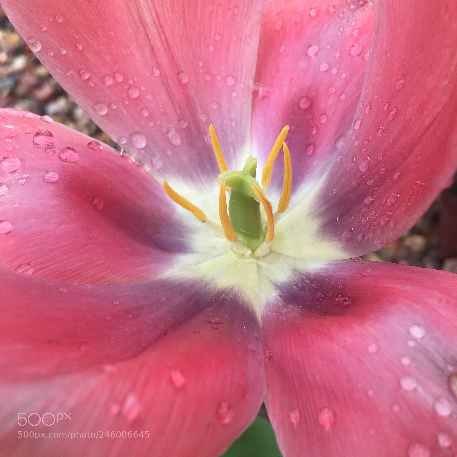 Apple iPhone 6s sample photo. Pink photography