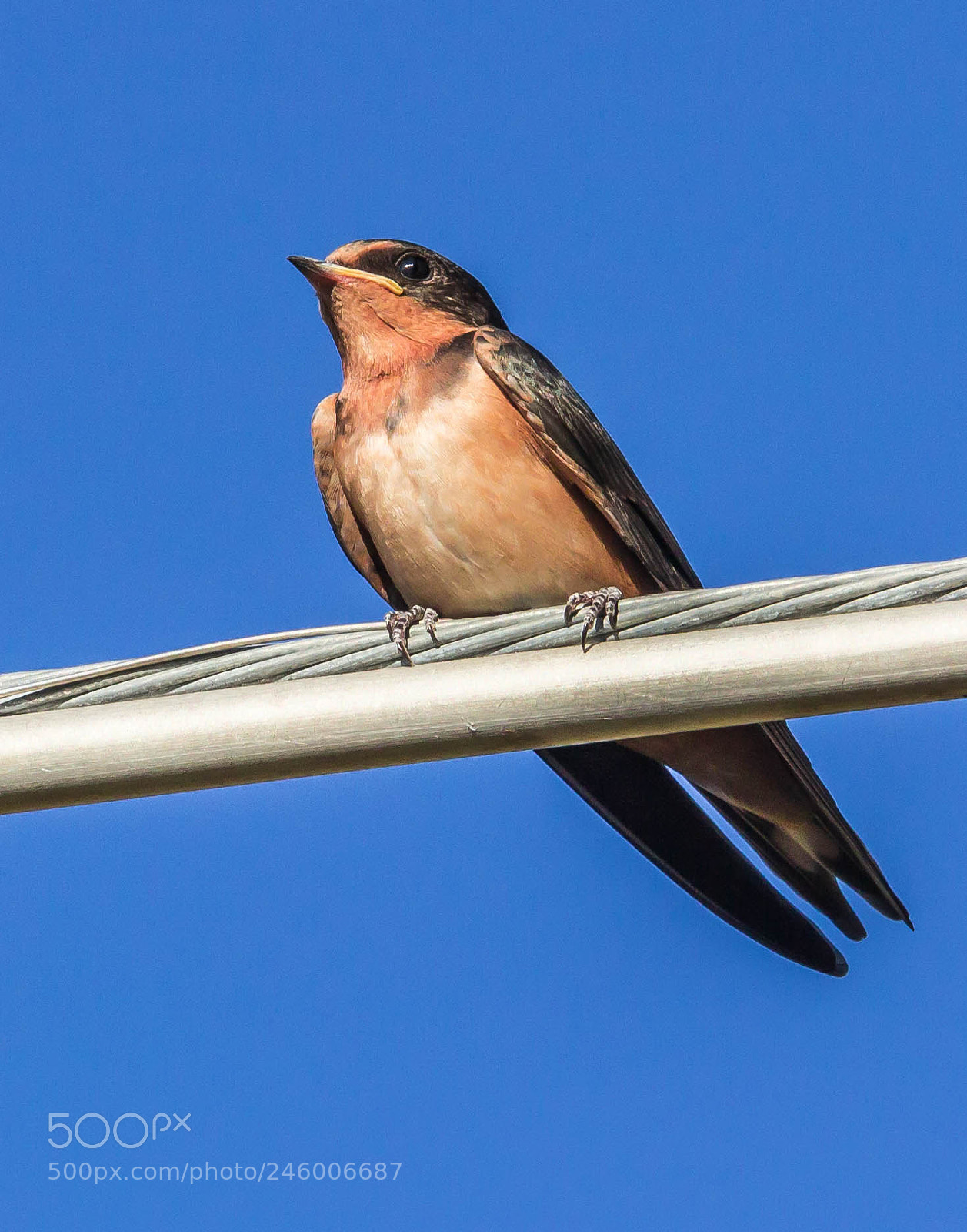 Canon EOS 600D (Rebel EOS T3i / EOS Kiss X5) sample photo. Barn swallow photography