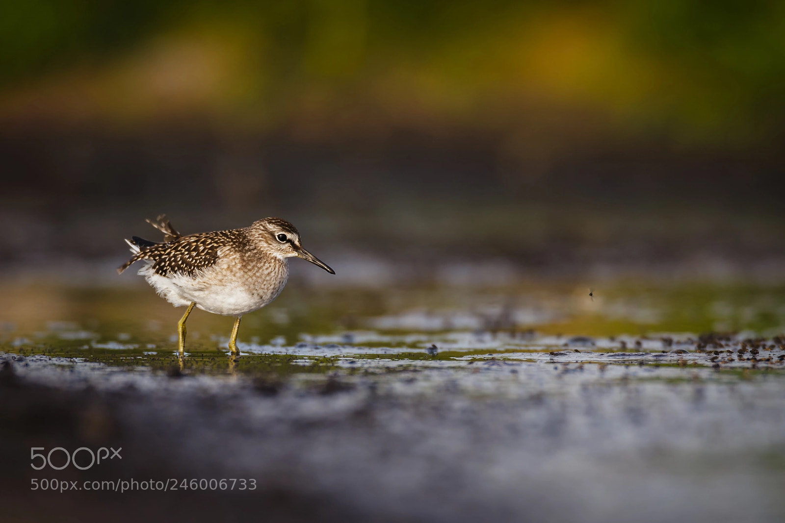 Canon EOS-1D X sample photo. Wood sandpiper photography