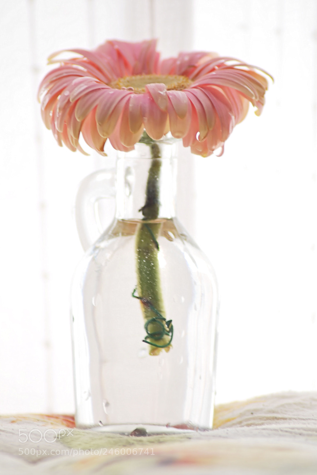 Nikon D60 sample photo. Gerbera photography