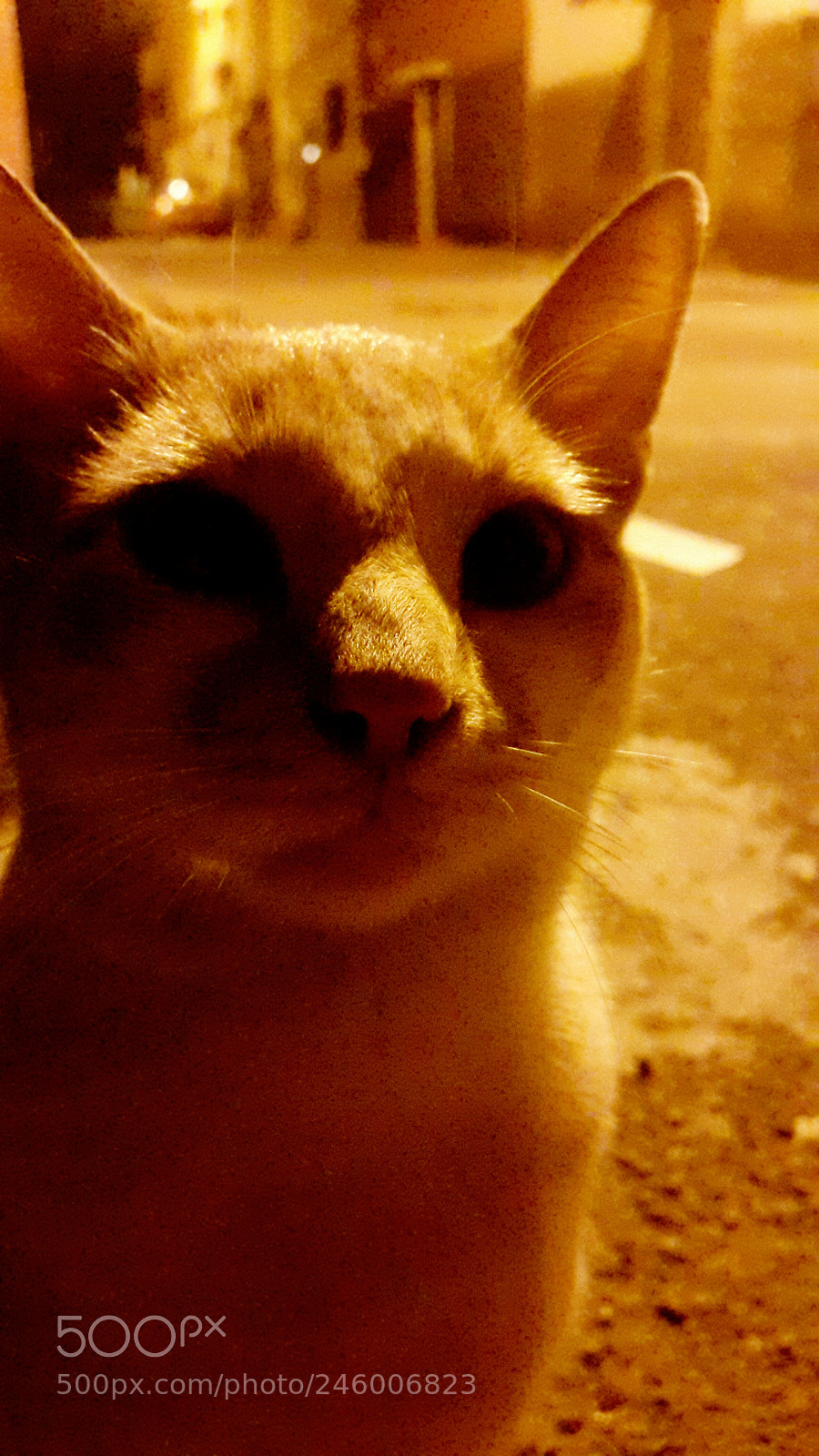 Samsung Galaxy S5 sample photo. Untitled photography
