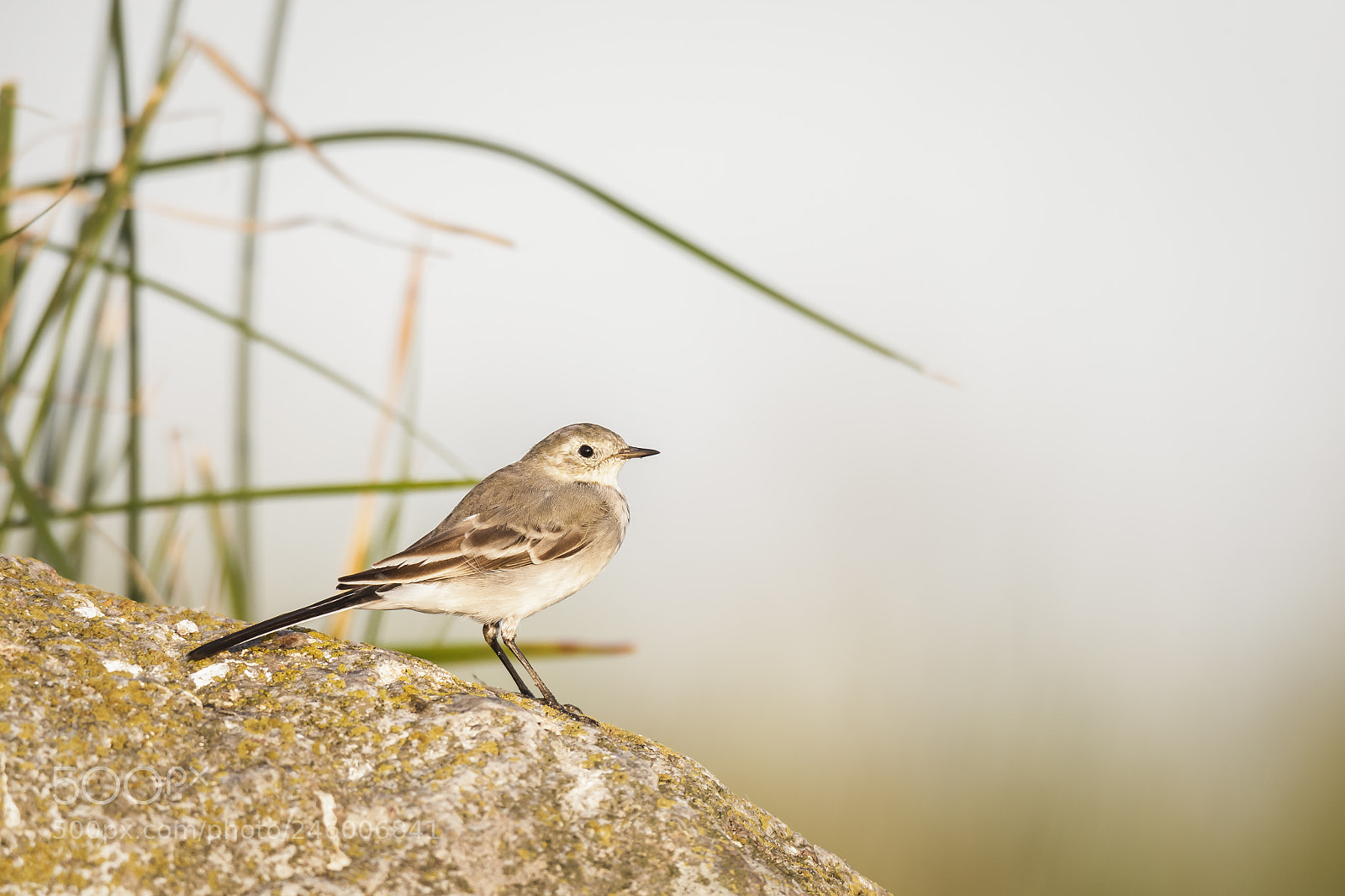 Canon EOS-1D X sample photo. White wagtail photography