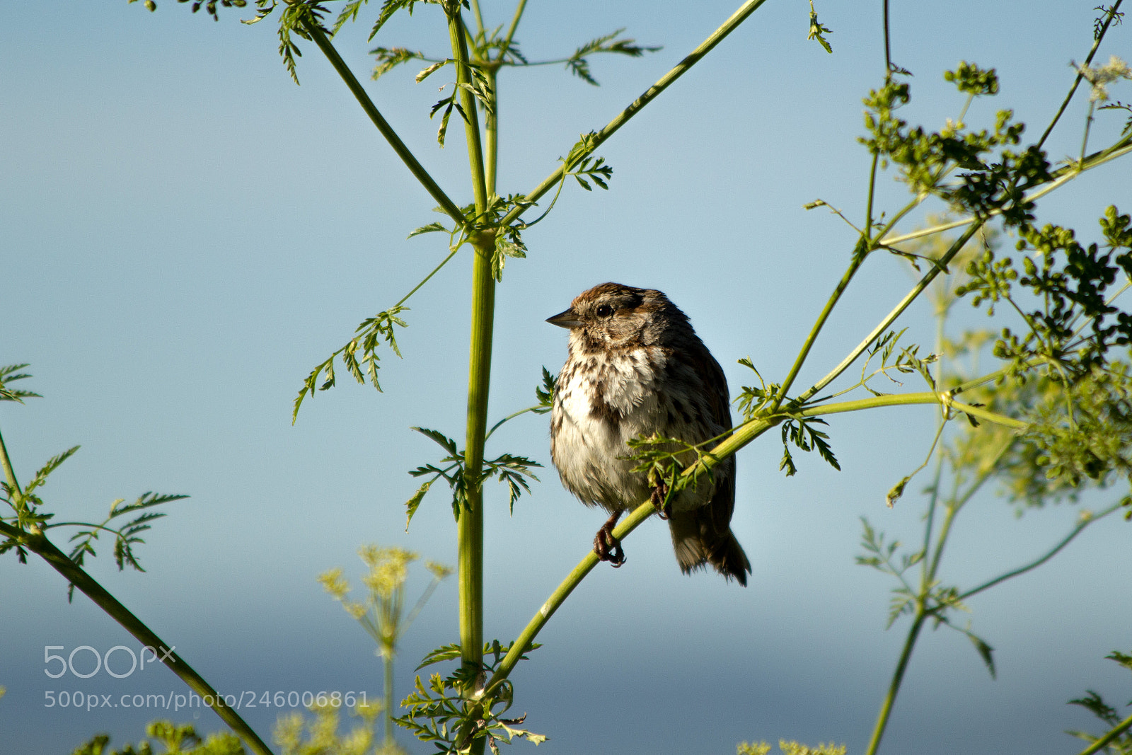 Canon EOS 60D sample photo. Song sparrow photography