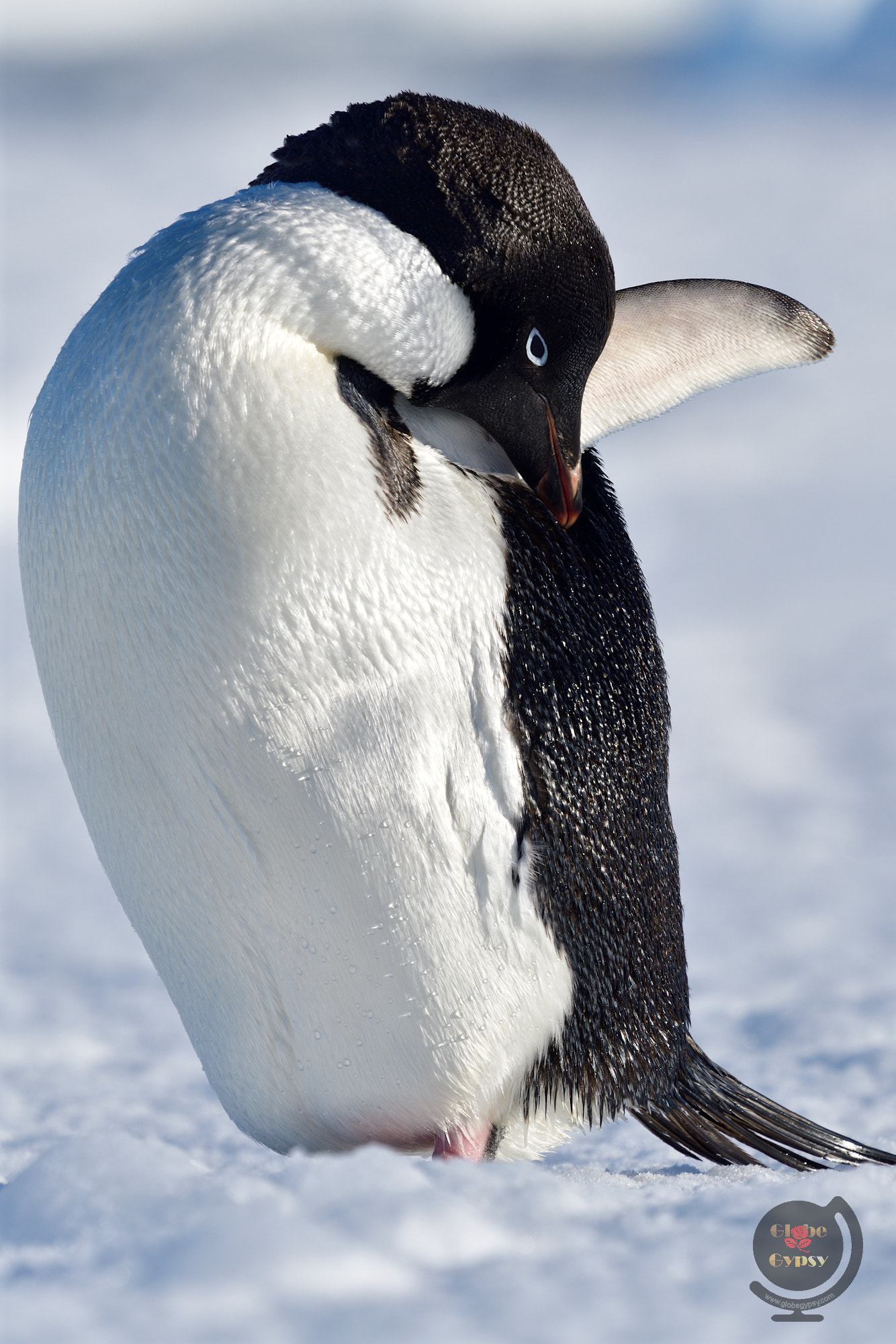 Nikon D500 + Nikon Nikkor AF-S 300mm F4E PF ED VR sample photo. Preening penguin photography