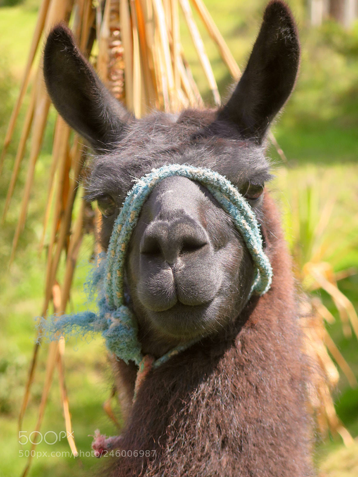 Canon PowerShot G16 sample photo. Llama photography