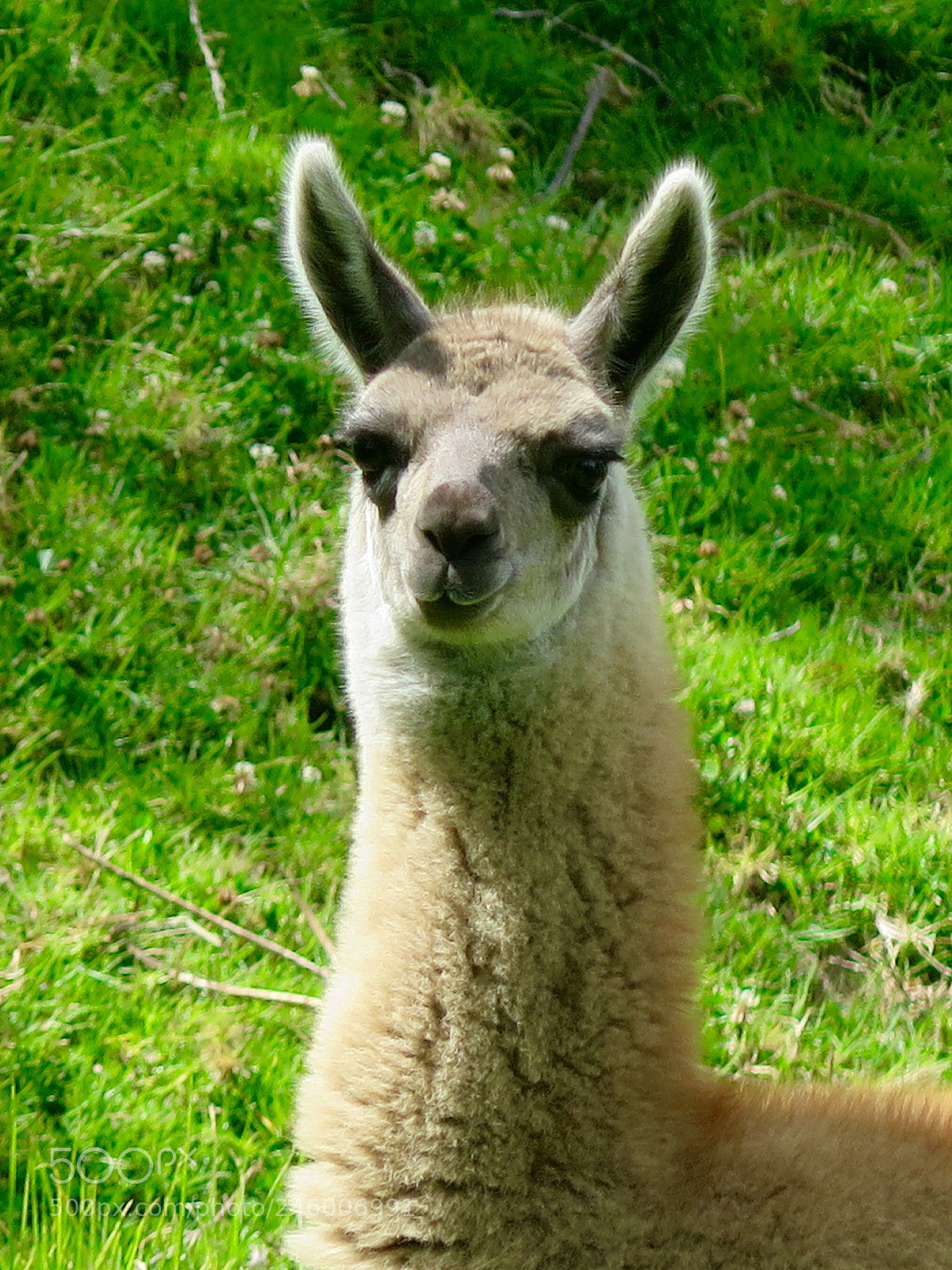 Canon PowerShot G16 sample photo. Llama photography