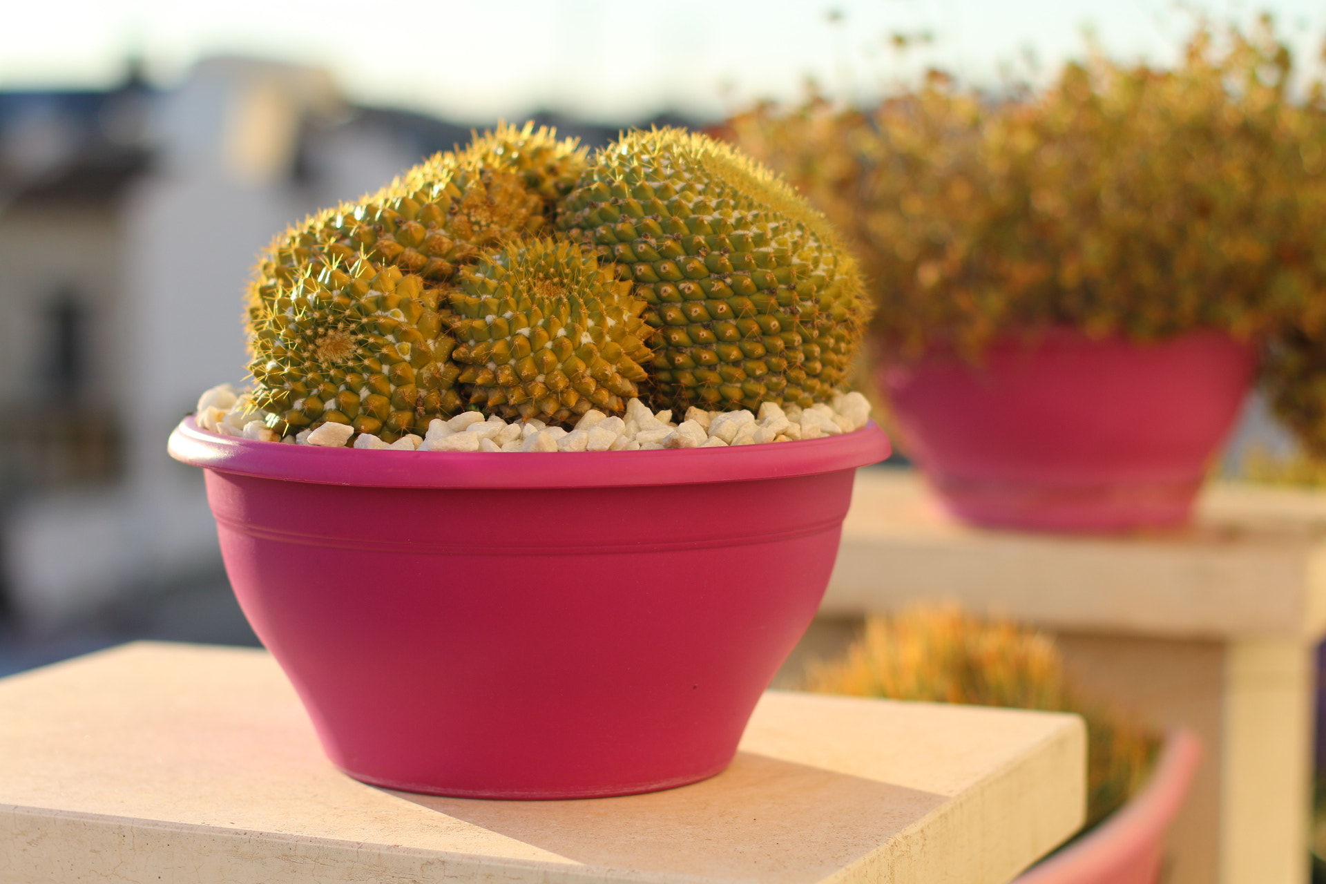 Canon EOS 70D + Canon EF 50mm F1.4 USM sample photo. Cactus photography