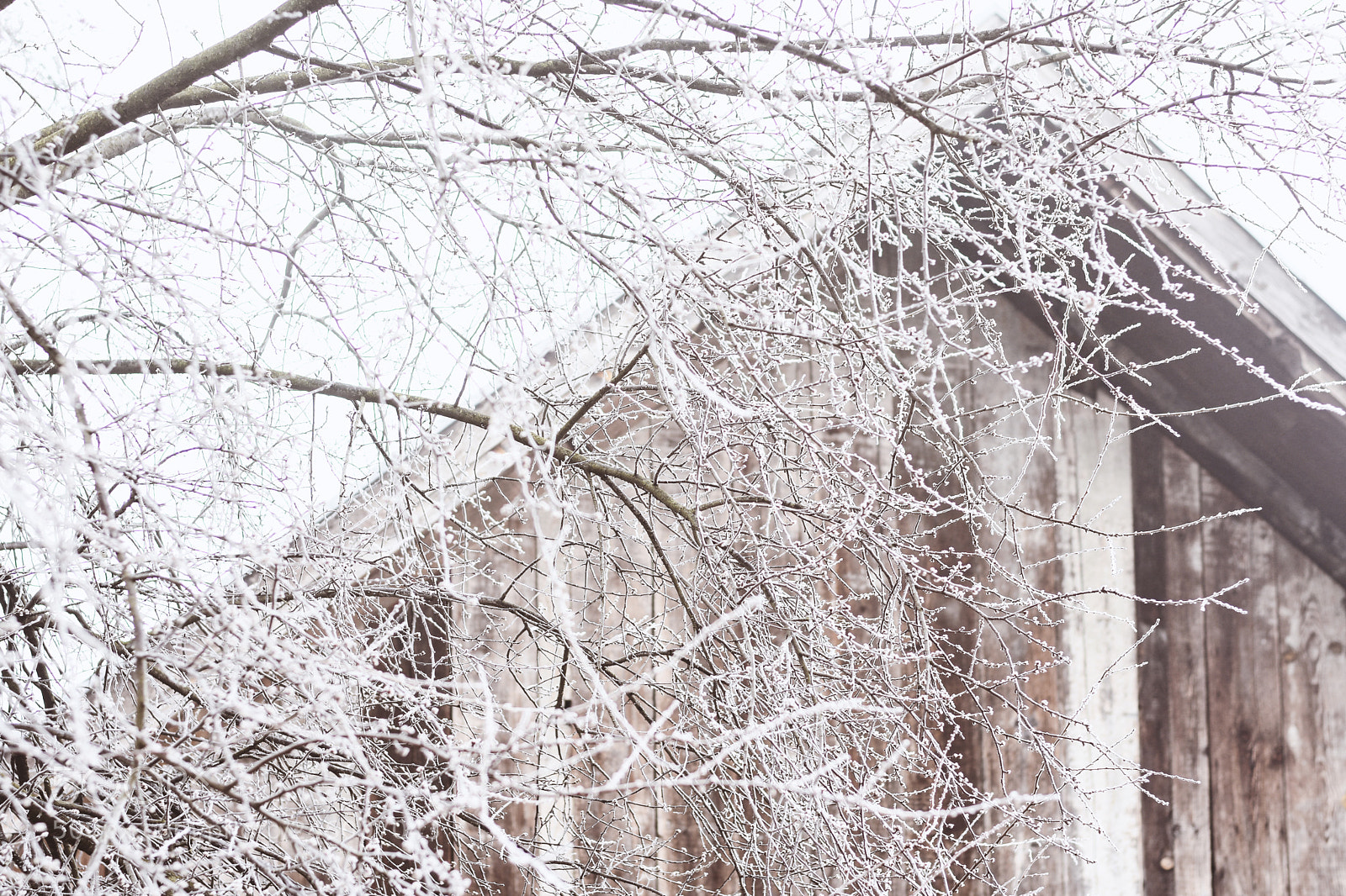 Nikon D7200 sample photo. Snow photography