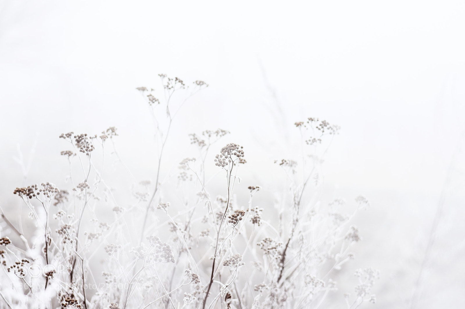 Nikon D7200 sample photo. Winter photography