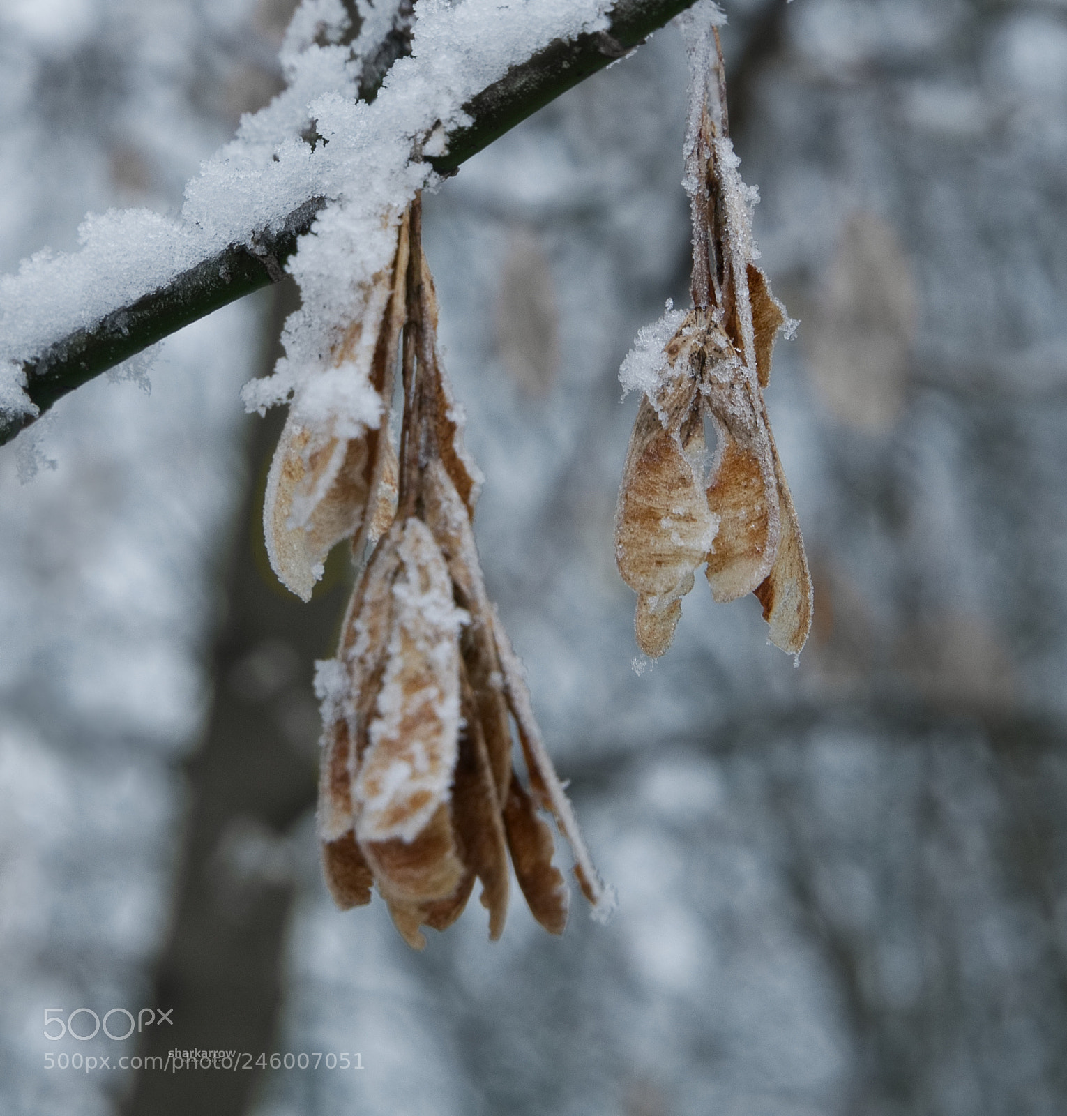 Panasonic Lumix DMC-G7 sample photo. Frozen wings photography