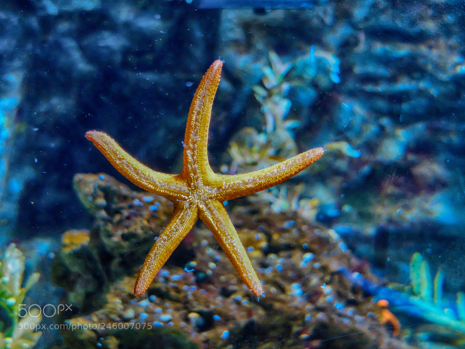 Fujifilm X30 sample photo. Etoile de mer photography