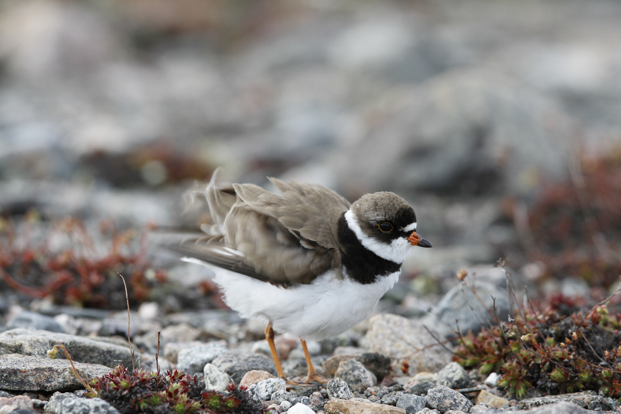 Canon EF 300mm F2.8L IS USM sample photo. Adult semipalmated plover, charadrius semipalmatus, ruffling its feathers on rocky arctic tundra photography