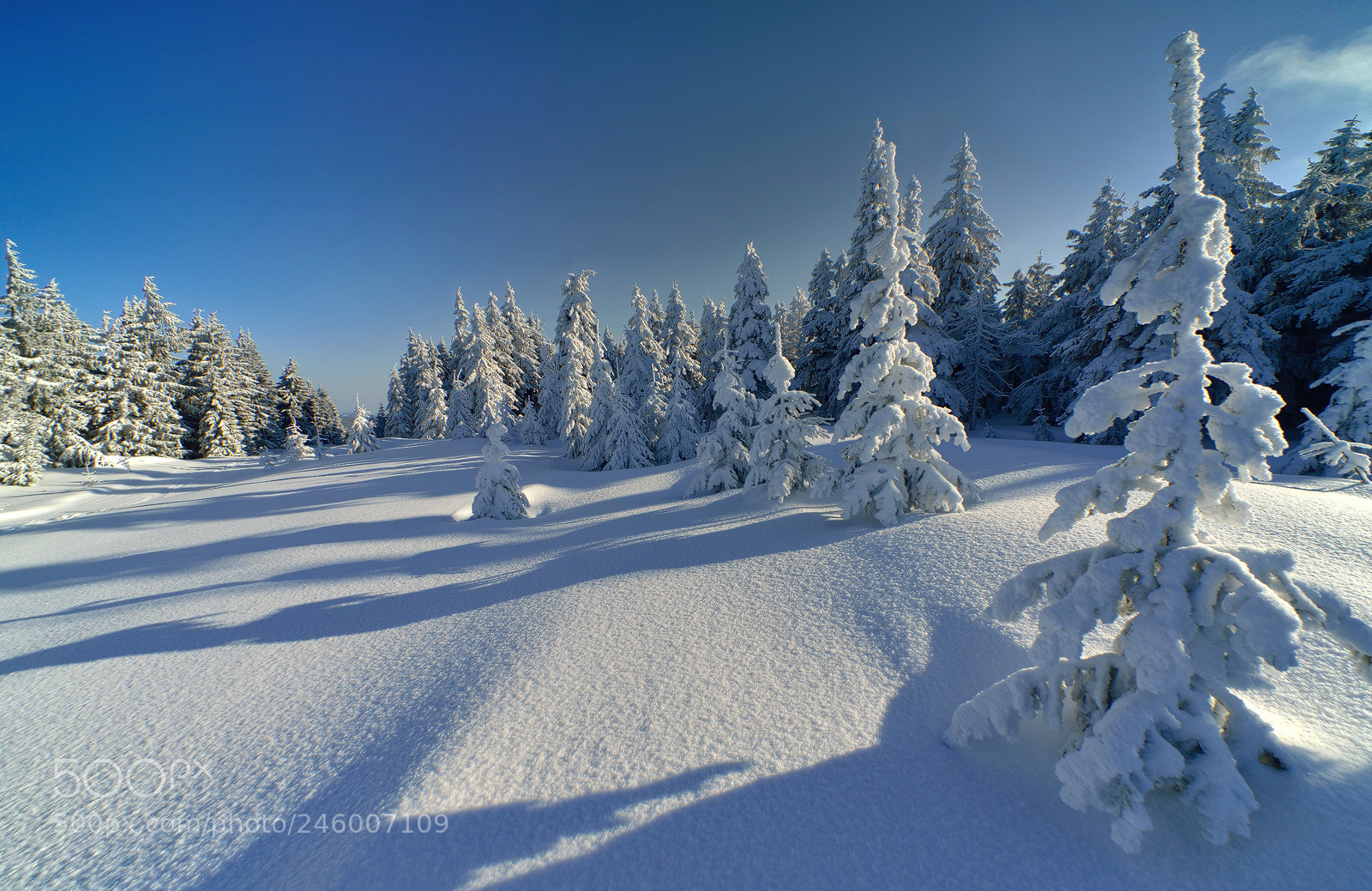 Nikon D800E sample photo. Snow land photography