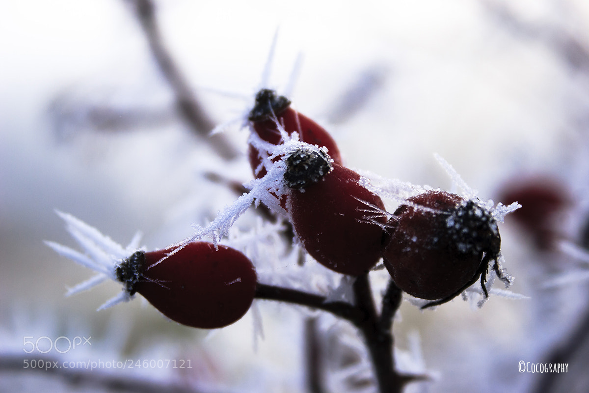 Canon EOS 20D sample photo. Hagebutte photography