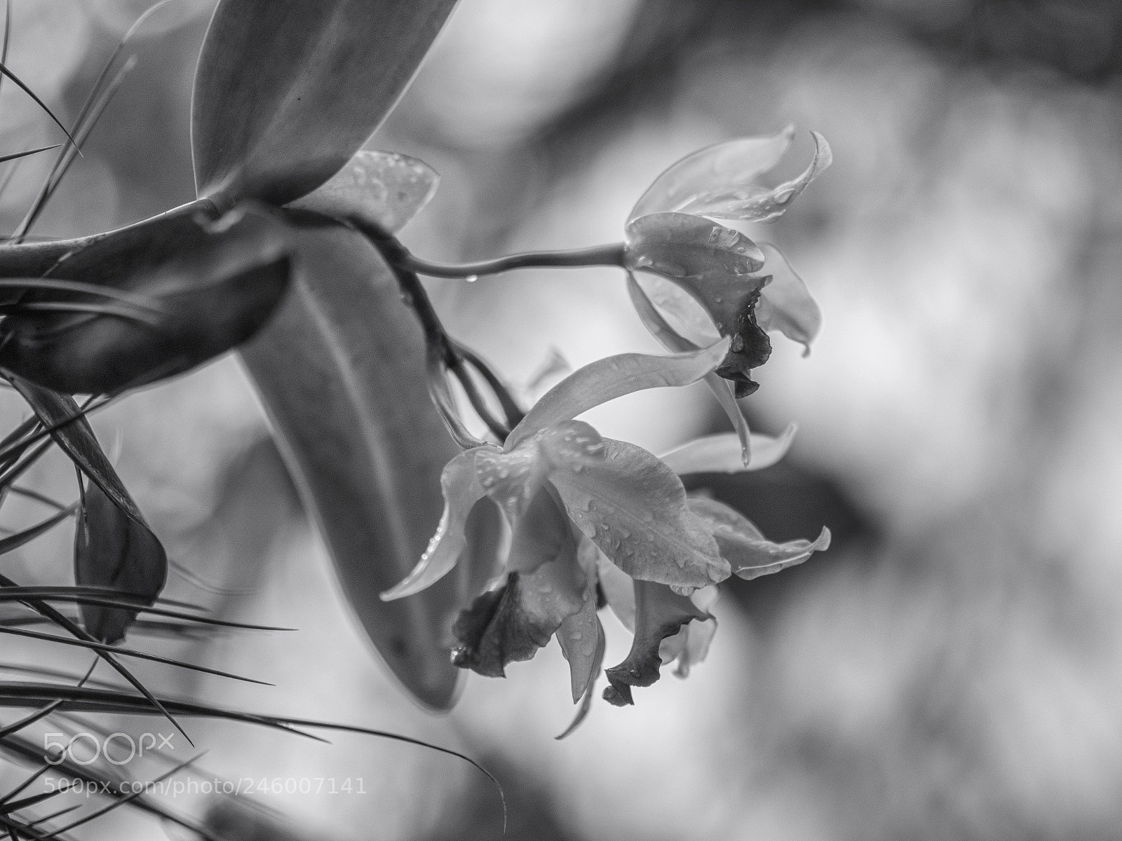 Nikon D7200 sample photo. Softly photography