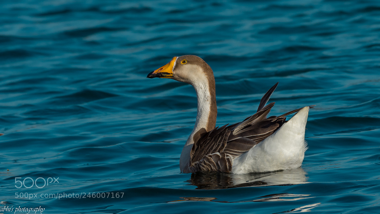Nikon D7200 sample photo. Goose photography