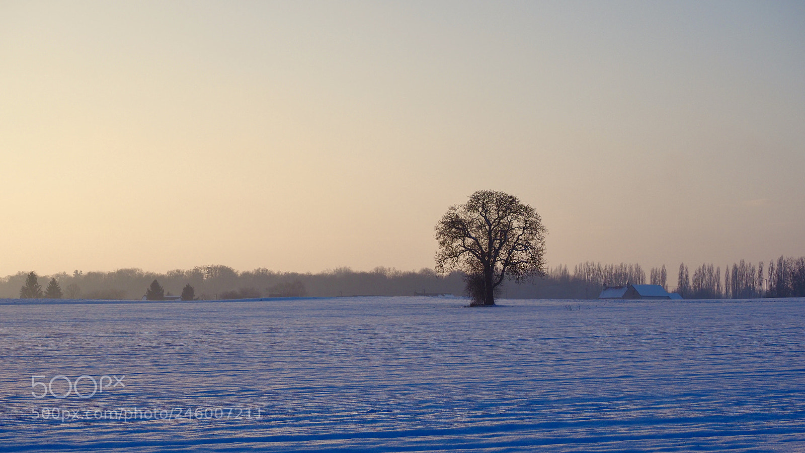 Olympus OM-D E-M1 Mark II sample photo. Alone in the snow photography