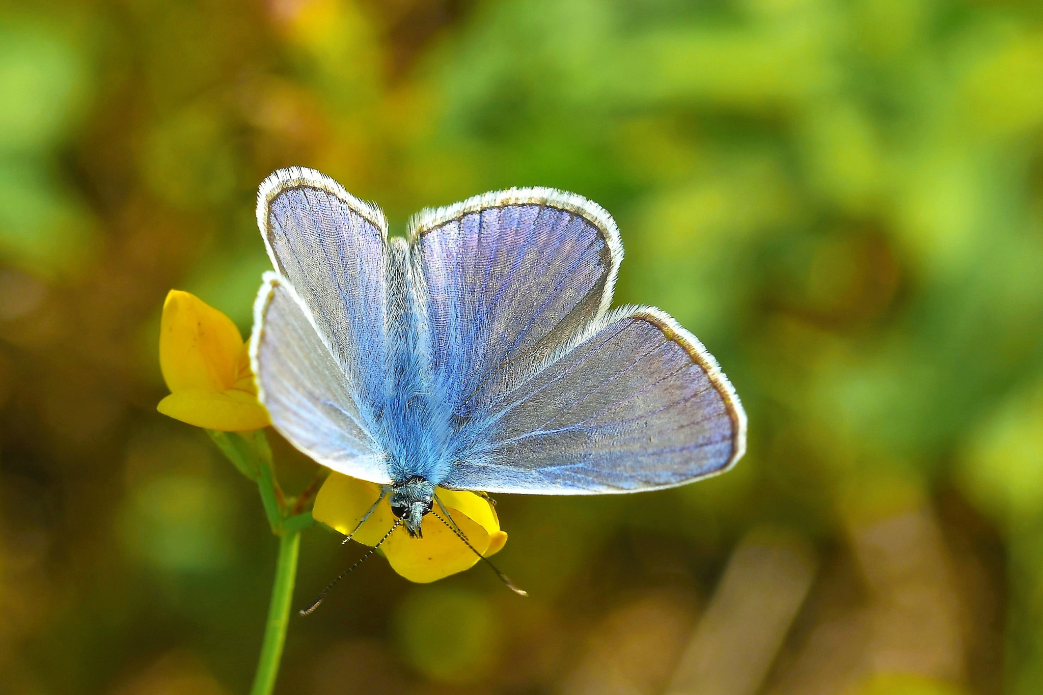 Nikon D7200 + Sigma 105mm F2.8 EX DG OS HSM sample photo. Argo photography