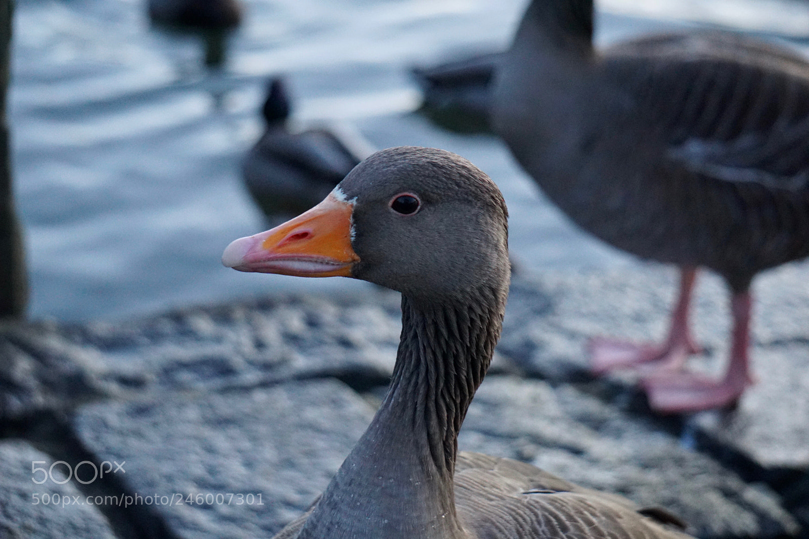 Sony a6000 sample photo. Pink-footed goose photography