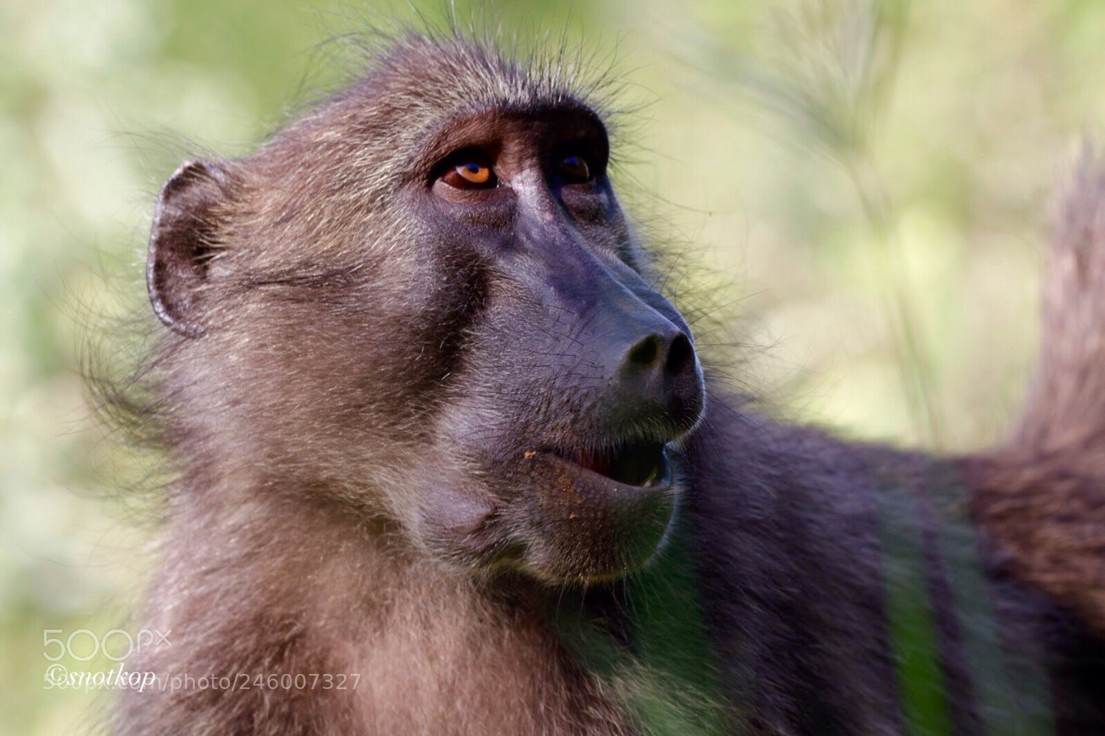 Canon EOS 7D sample photo. Troop of baboons from photography