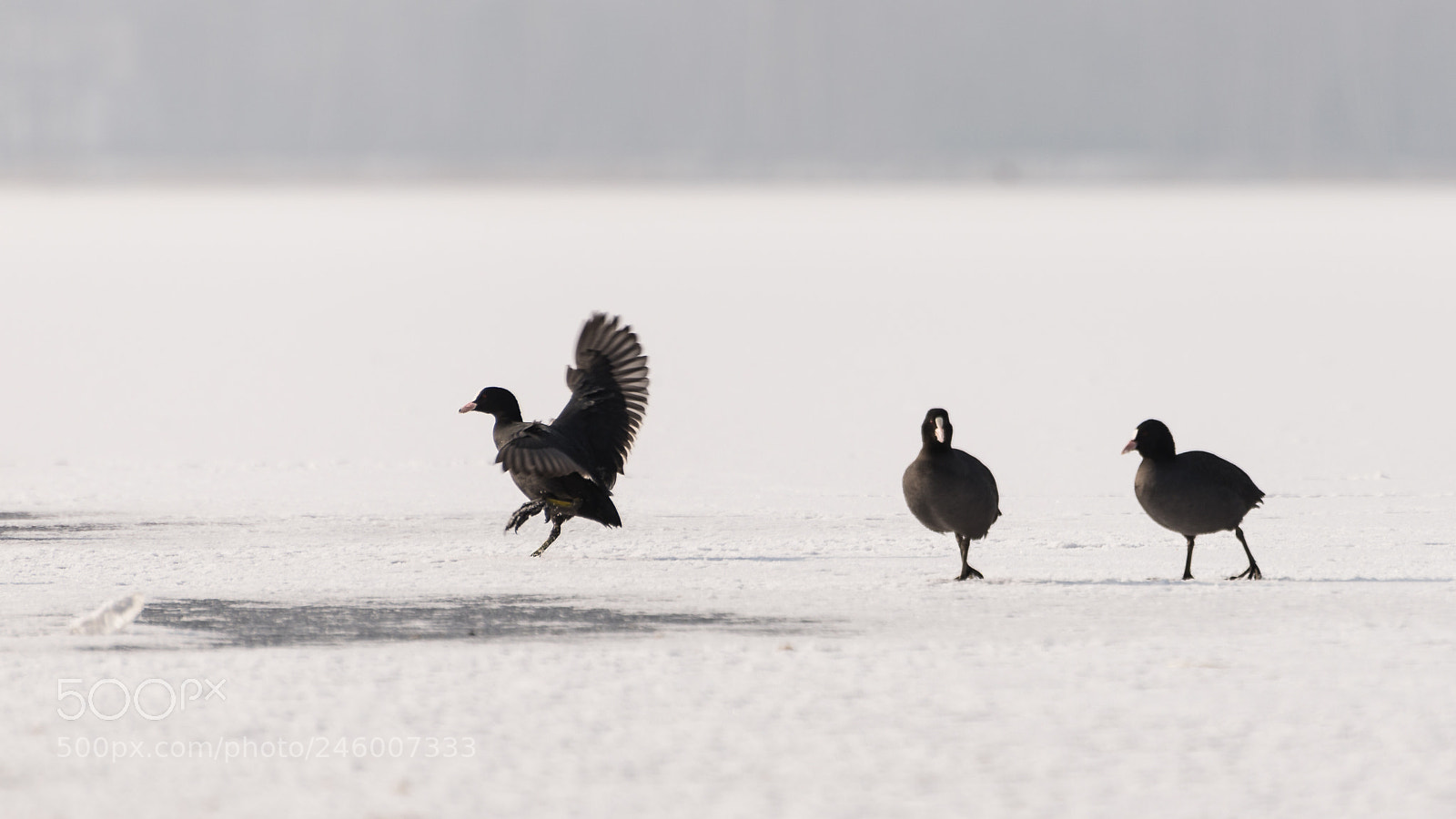 Nikon D610 sample photo. Short landing photography