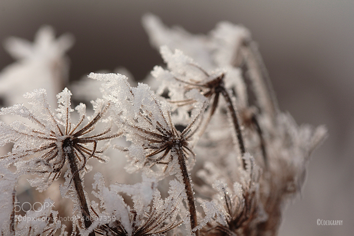 Canon EOS 60D sample photo. Frost photography