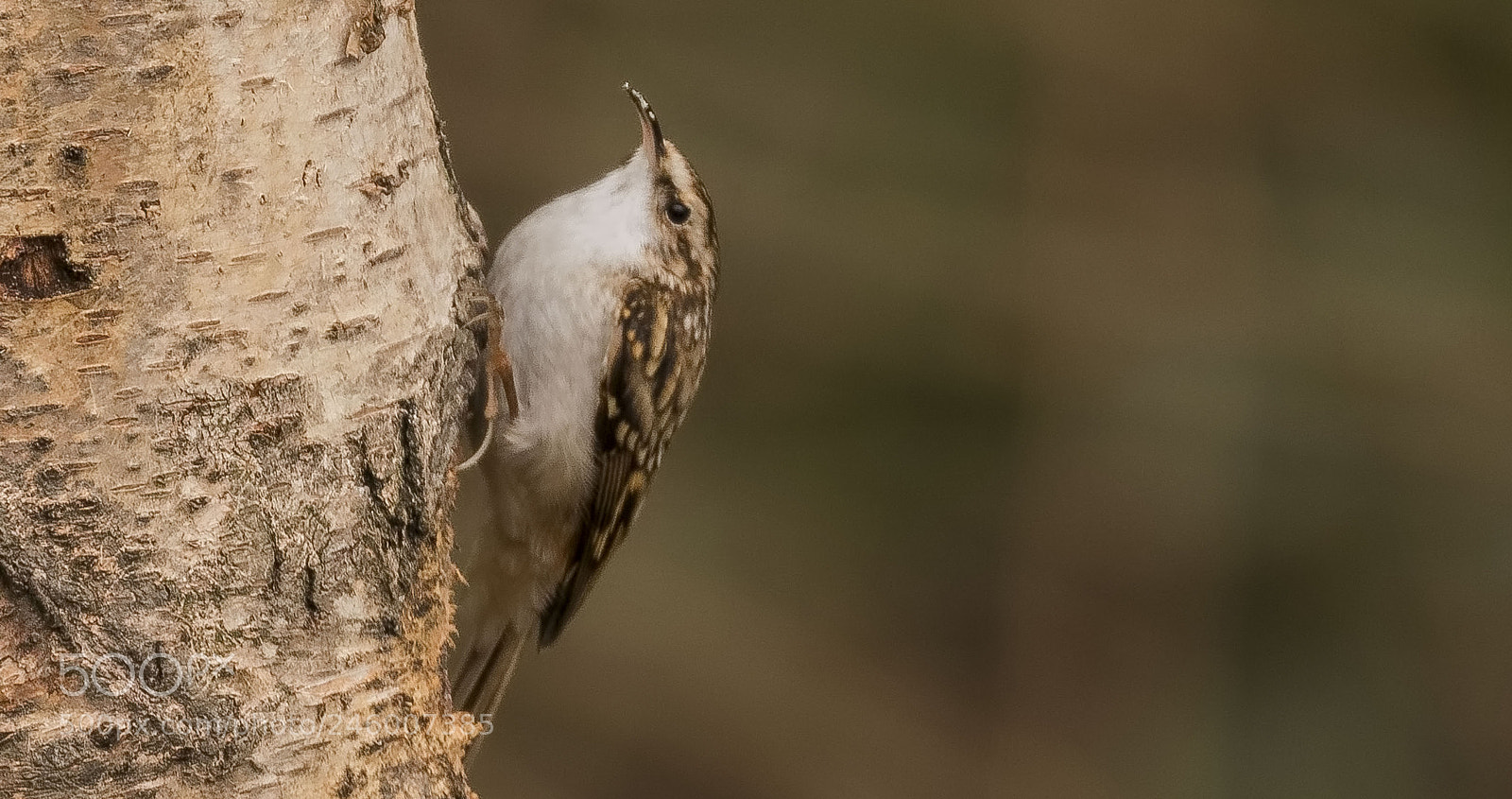 Canon EOS 7D Mark II sample photo. Treecreeper photography