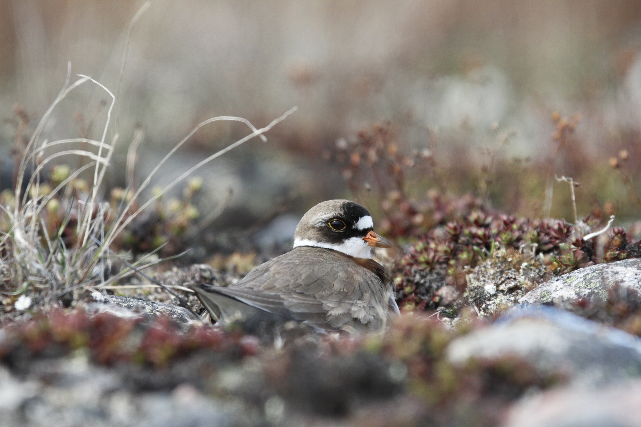 Canon EOS 7D sample photo. Adult semipalmated plover, charadrius semipalmatus, nesting on the ground among arctic plants photography
