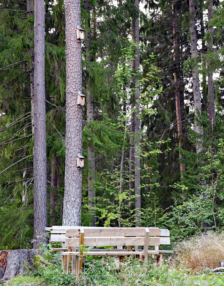 Nikon D500 sample photo. Birdhouses photography