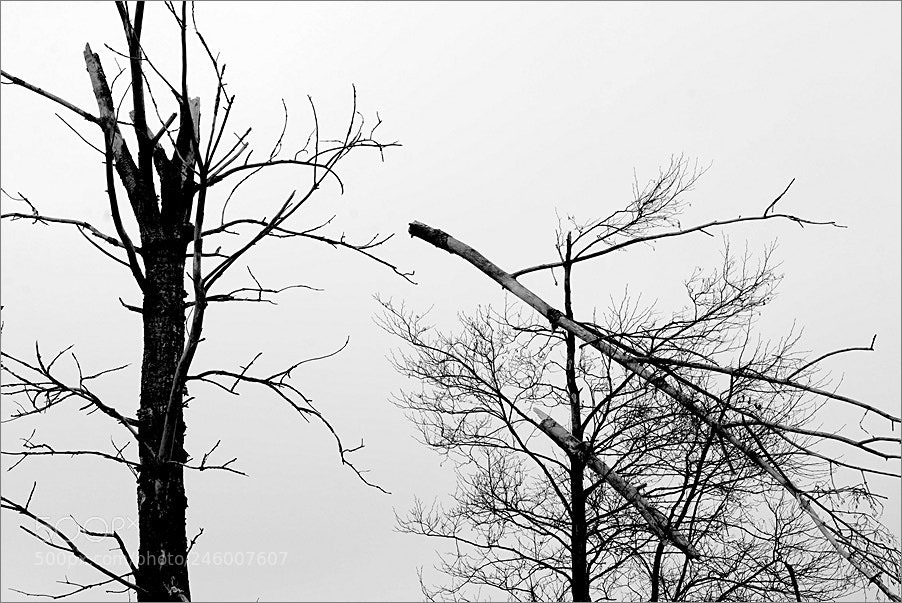Nikon D610 sample photo. Framing photography