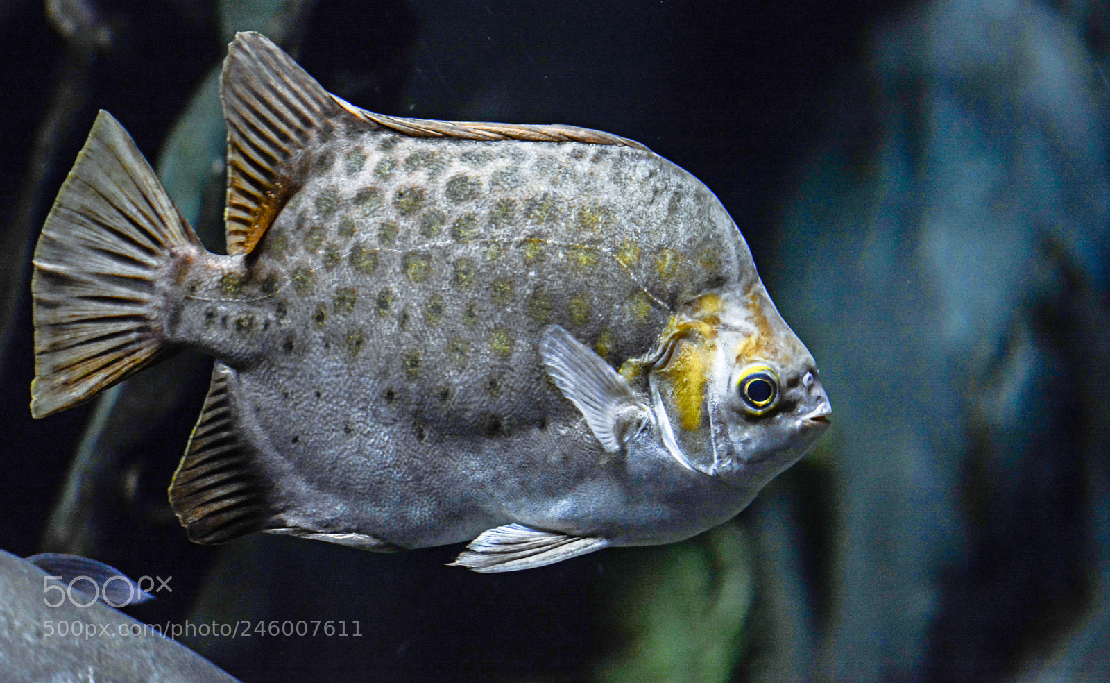 Nikon D7100 sample photo. Tetra fish photography