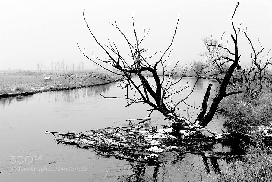 Nikon D610 sample photo. River trash photography
