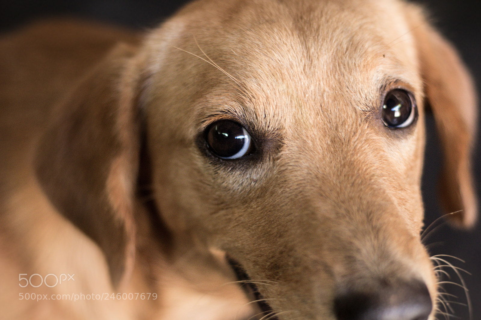 Canon EOS 60D sample photo. Dog photography
