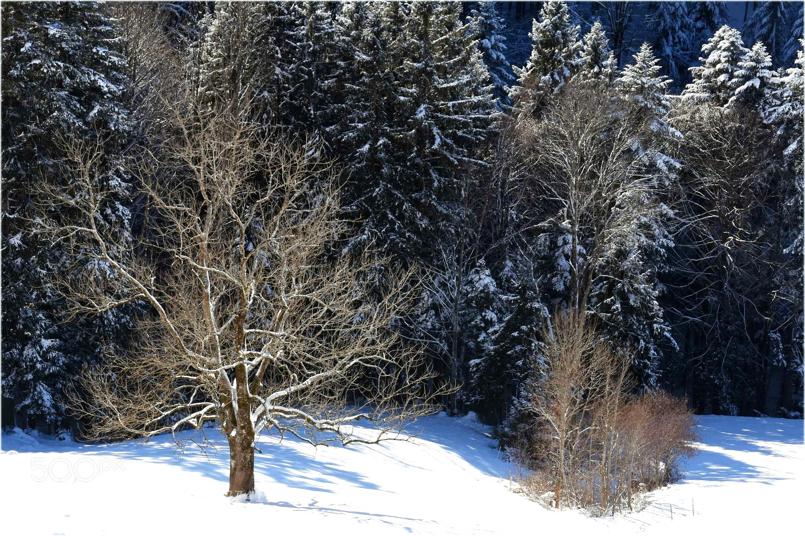 Nikon D7200 sample photo. "colors" photography