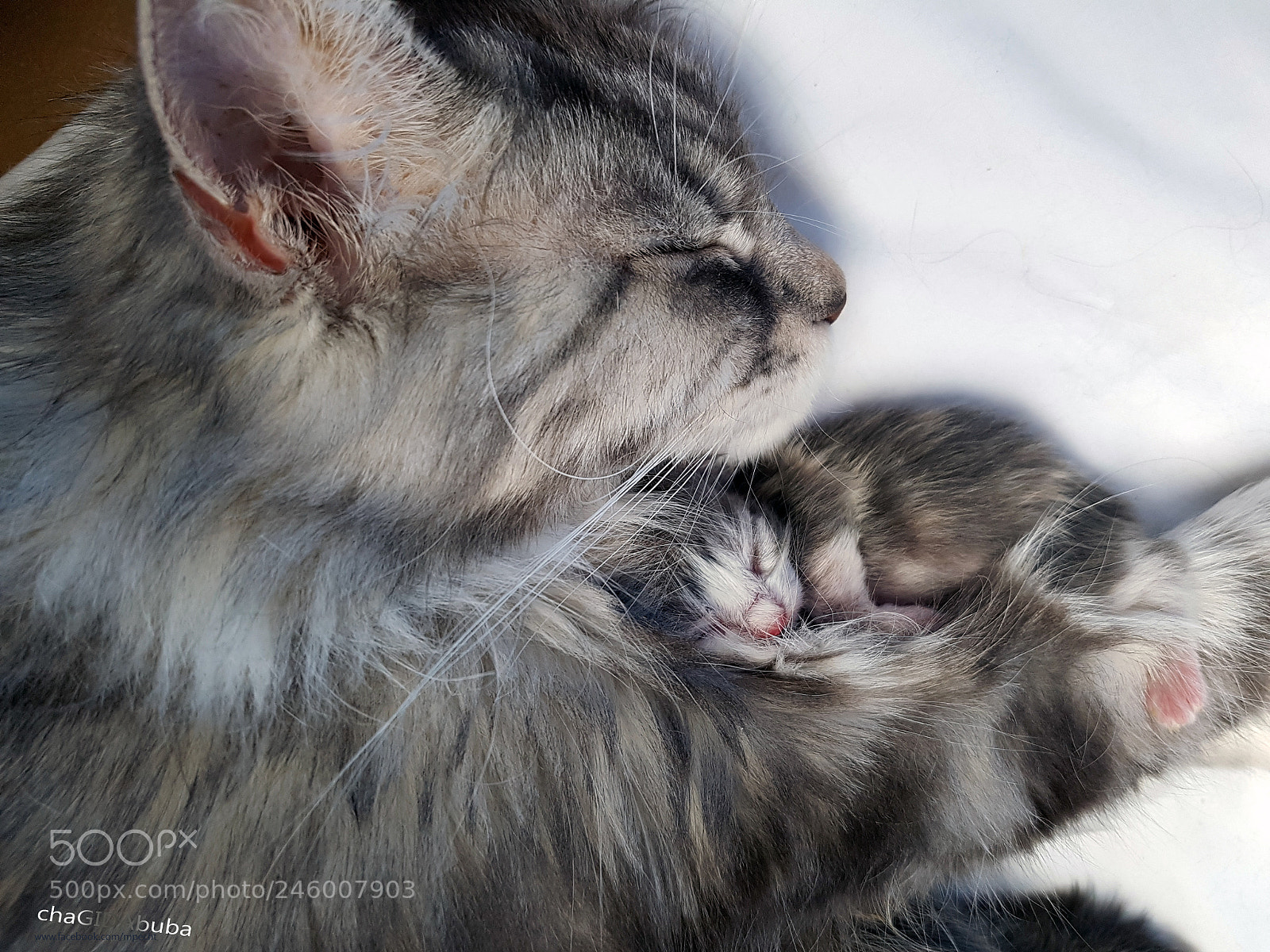 Samsung Galaxy S7 Edge sample photo. Chagidabuba maine coon cattery photography