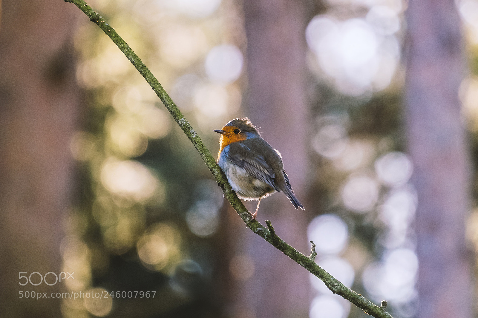 Fujifilm X-T1 sample photo. Robin. photography