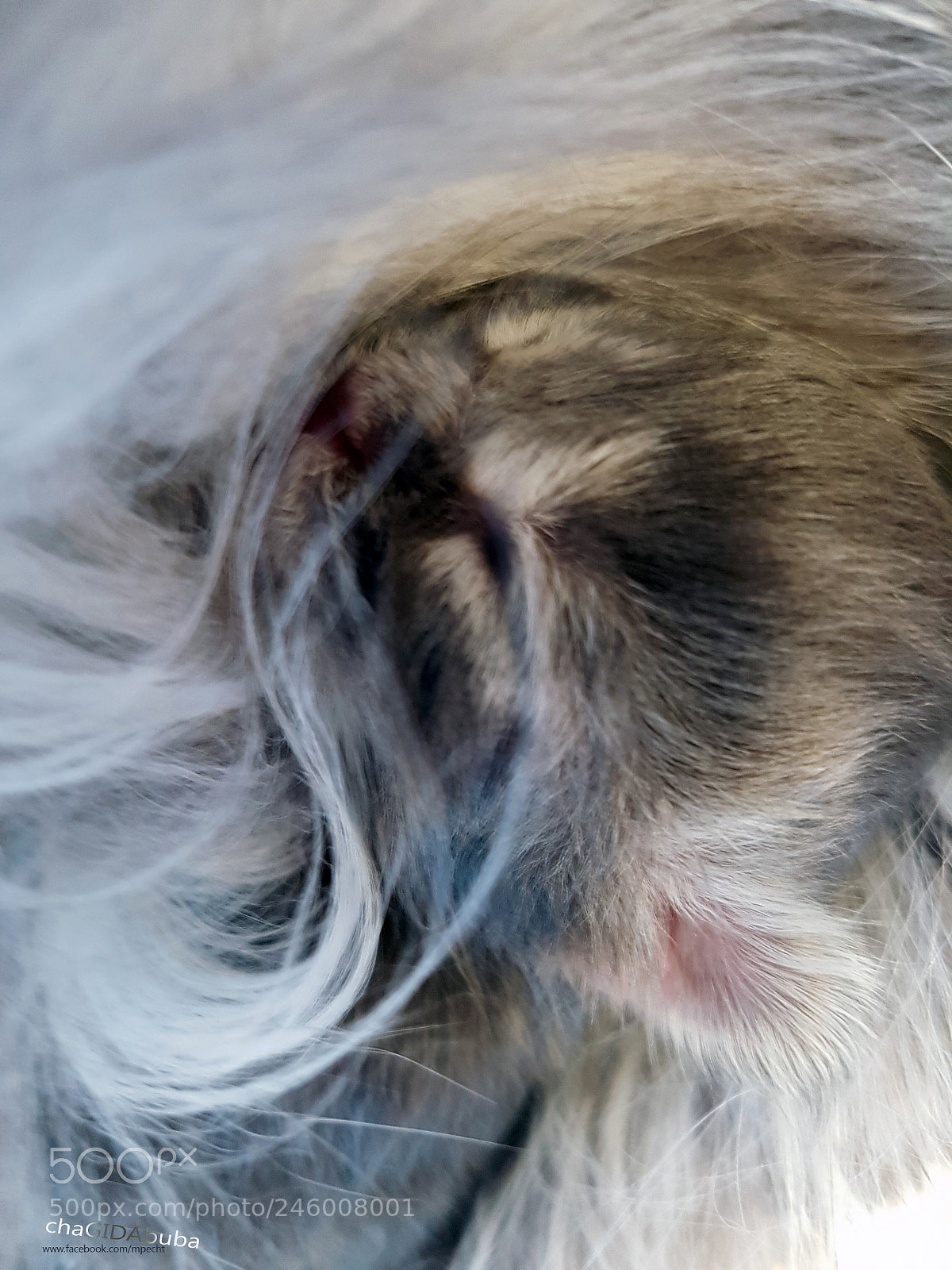 Samsung Galaxy S7 Edge sample photo. Chagidabuba maine coon cattery photography