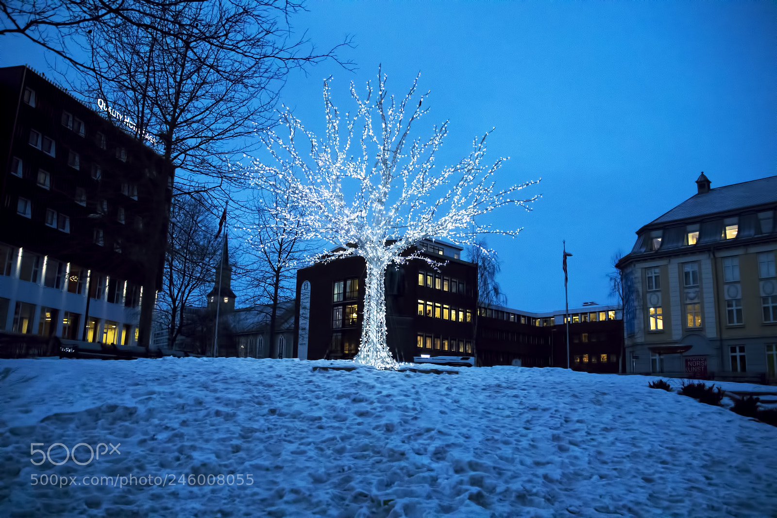 Canon EOS 7D Mark II sample photo. Der beleuchtete baum photography