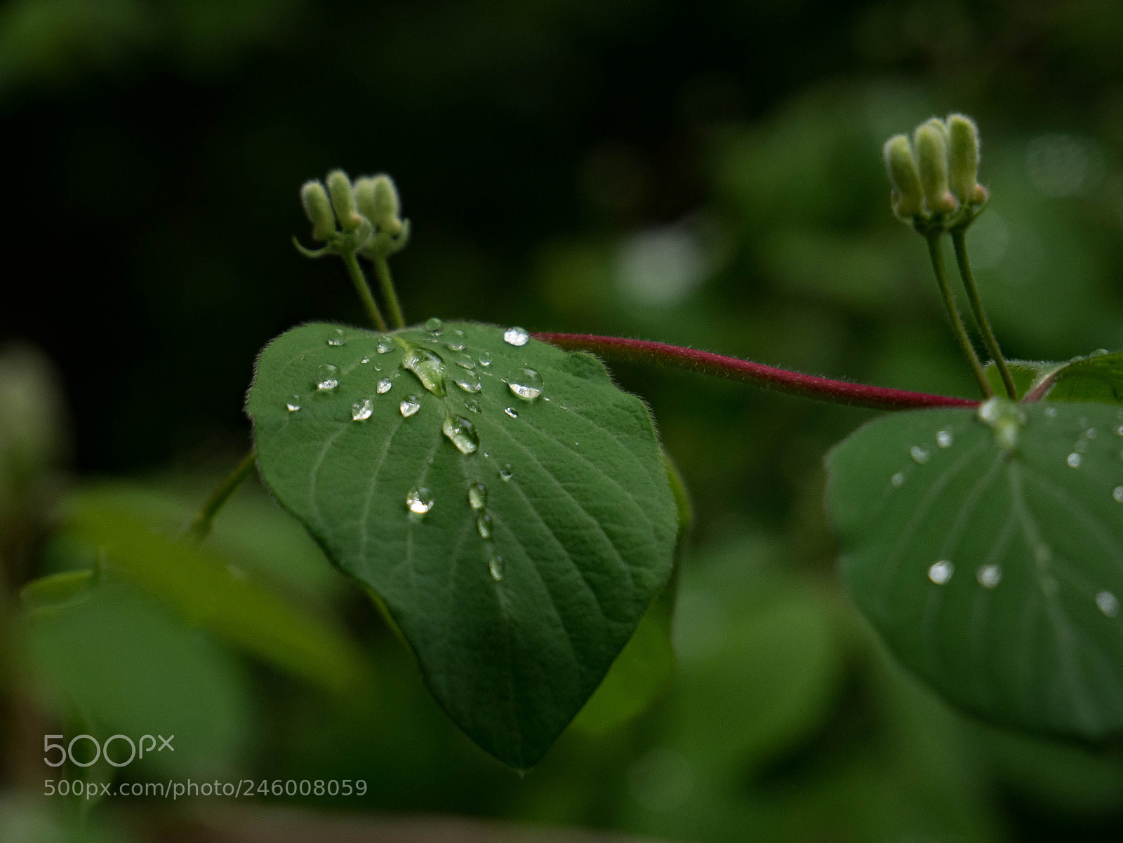 Panasonic DMC-G81 sample photo. Early  drops photography