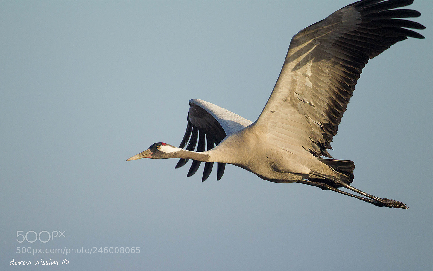 Canon EOS-1D Mark IV sample photo. Cranes photography