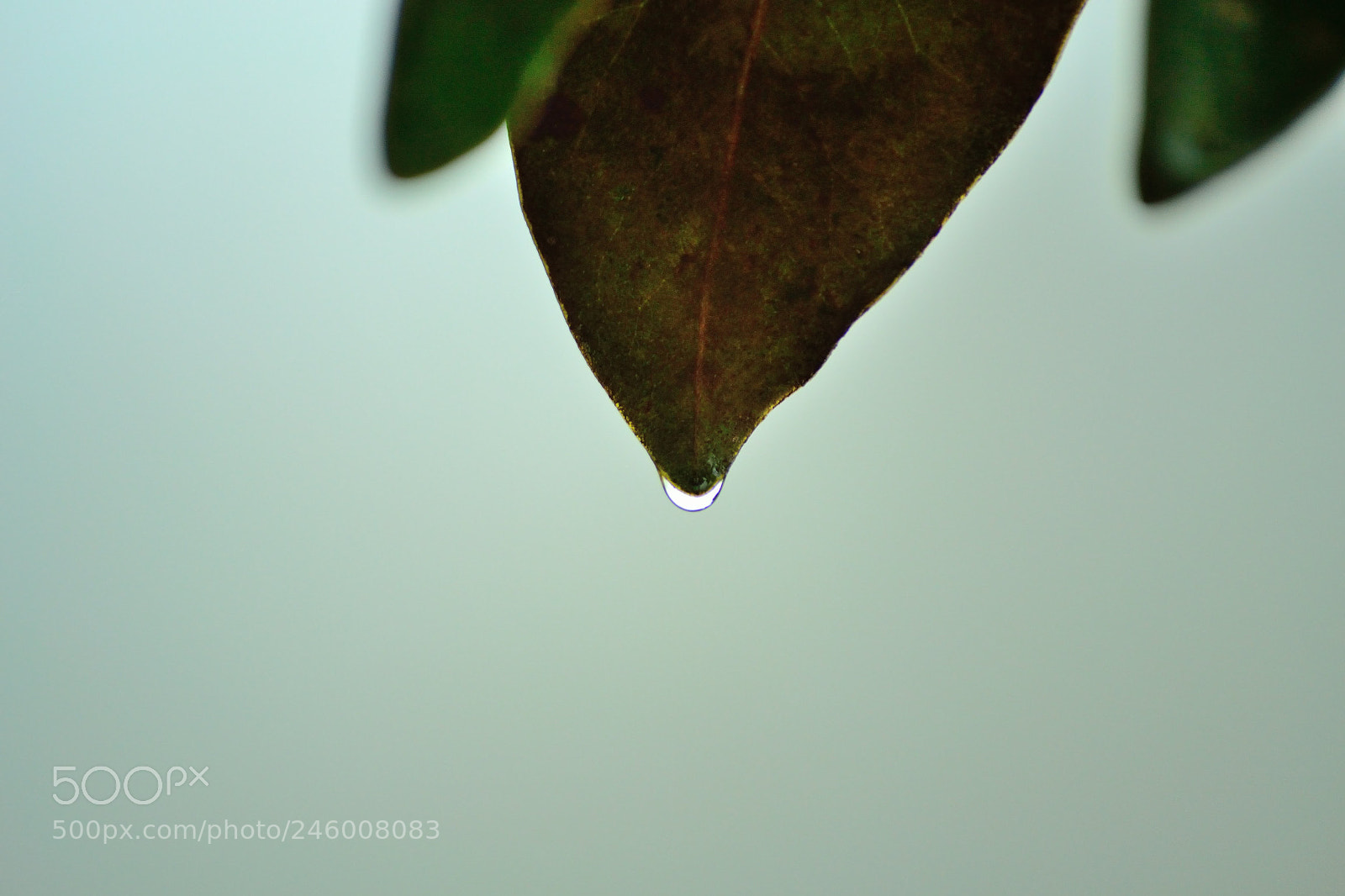 Nikon D3100 sample photo. Untitled photography