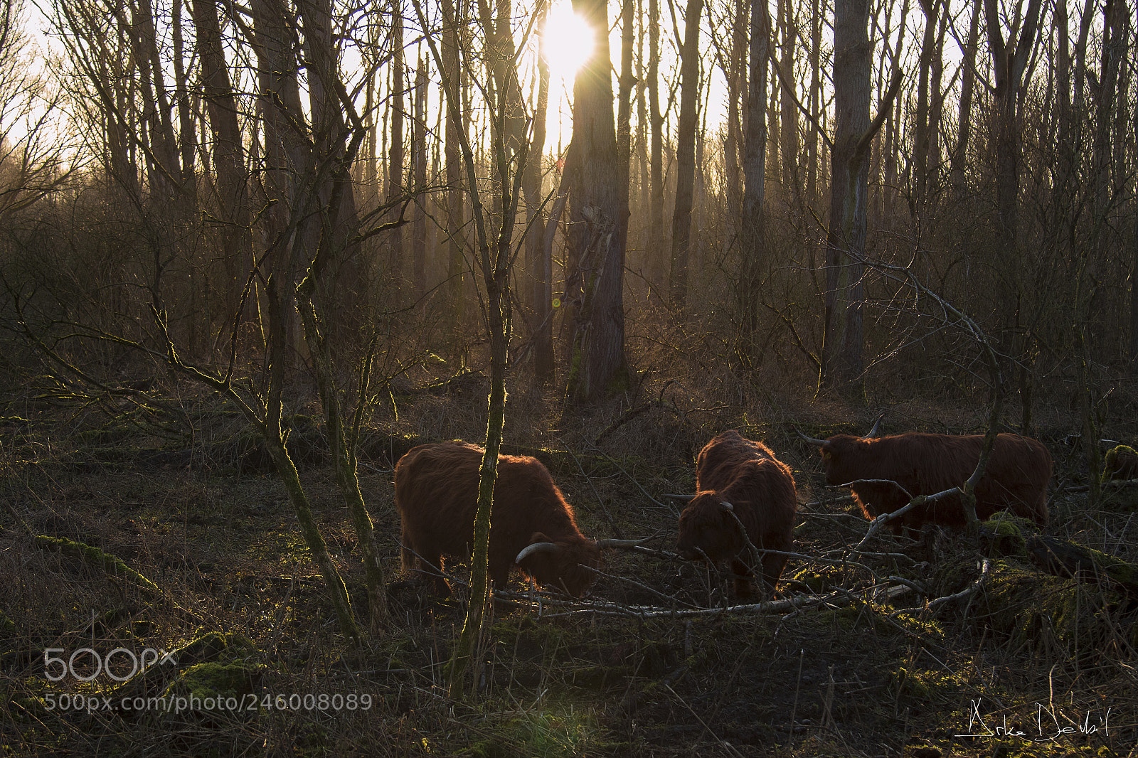 Canon EOS 7D Mark II sample photo. Zonnestralen photography