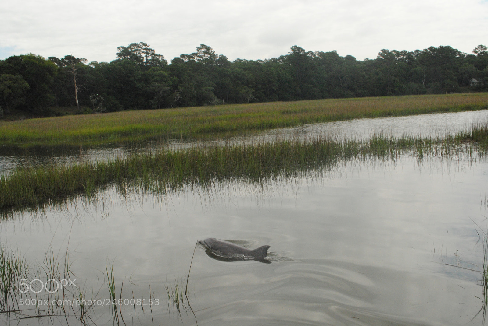 Nikon D3000 sample photo. Porpoise with a purpose photography
