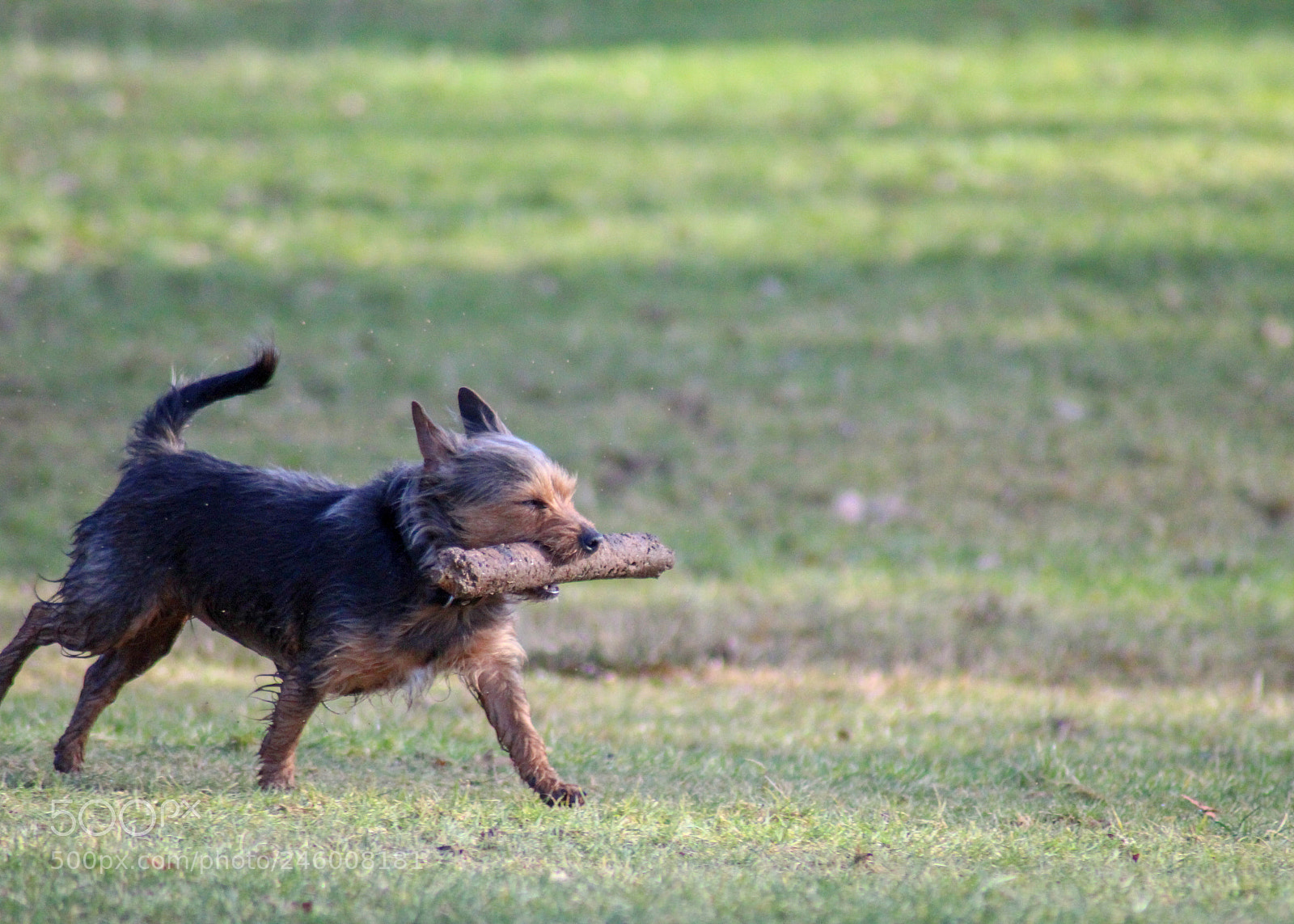 Canon EOS 1300D (EOS Rebel T6 / EOS Kiss X80) sample photo. Dog with stick photography